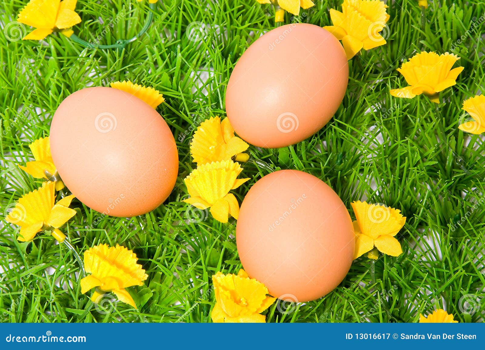 Three Brown Chicken Eggs On Grass Stock Image Image of isolated