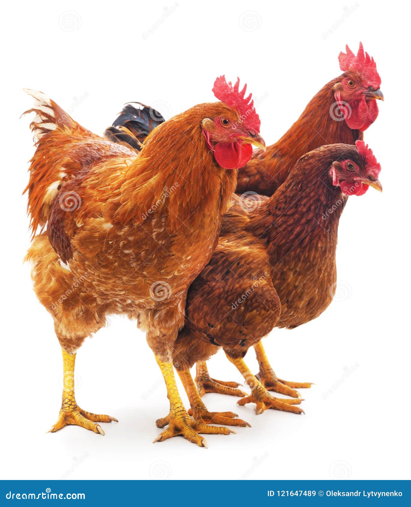 Brown Chickens Eating Food On The Grass Floor. Farming & Pet Con Stock