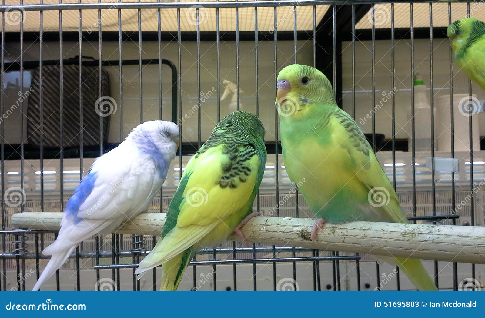 Three Budgies stock image. Image of birds, store, budgies 51695803
