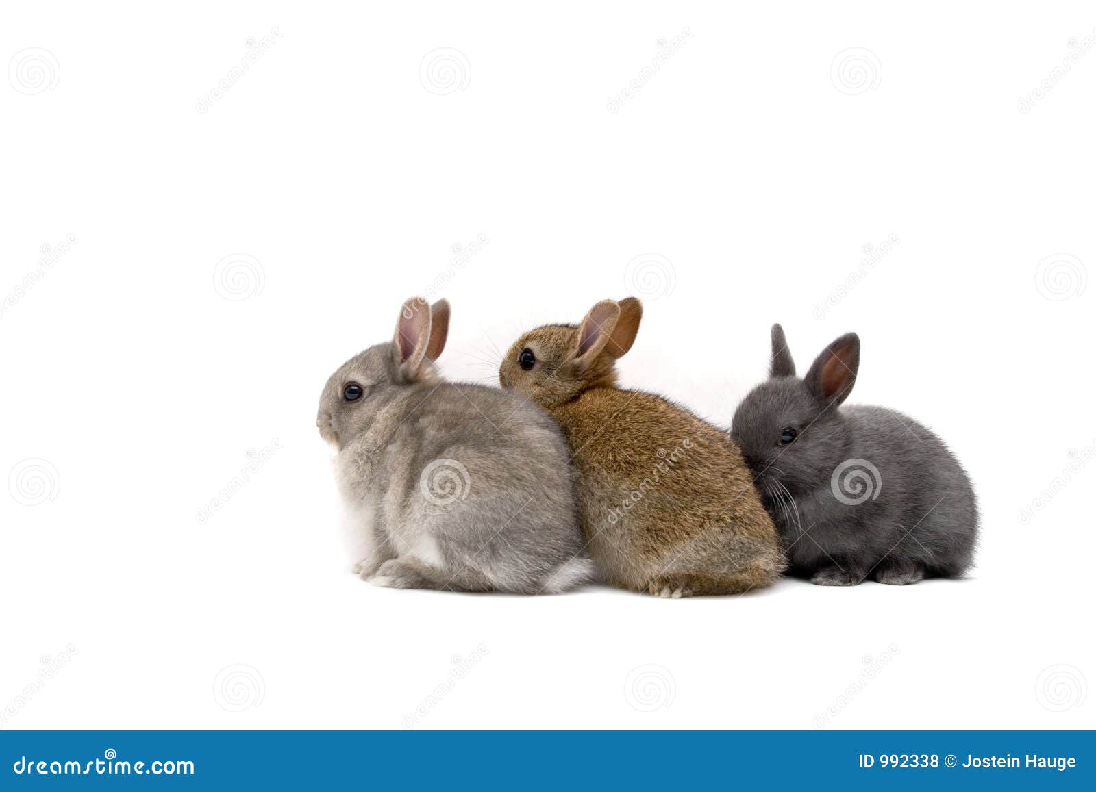 three bunnies