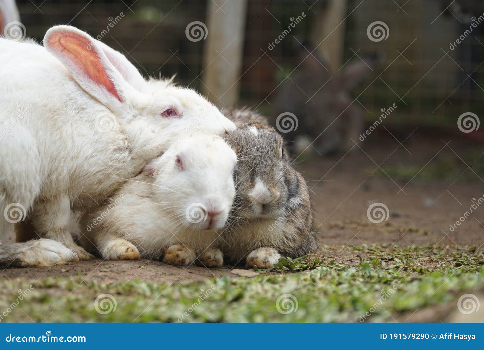 Three Bunnies Rabbits in the Garden Stock Photo Image of feed