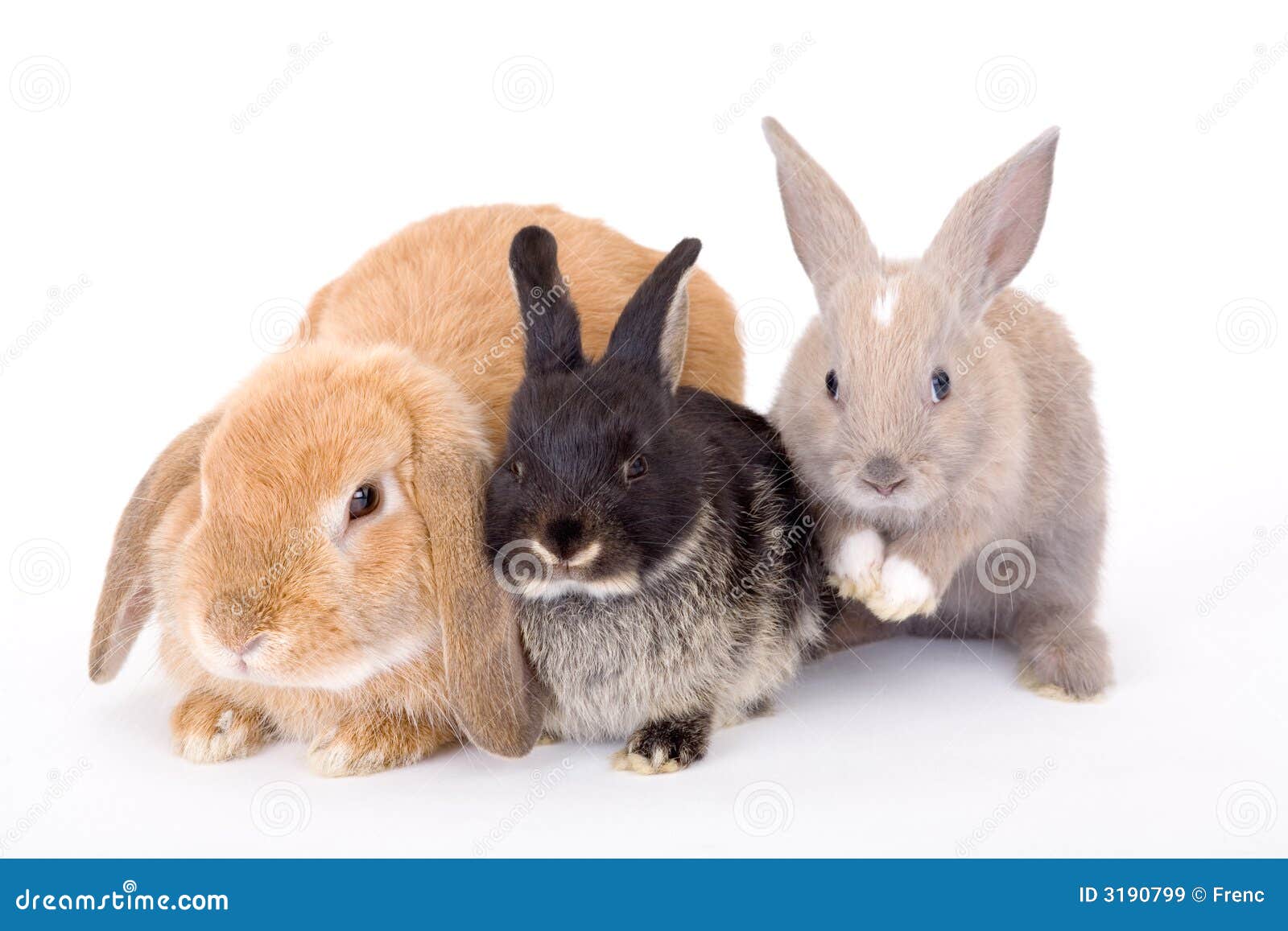 Three bunny stock image. Image of three, mammal, tiny 3190799