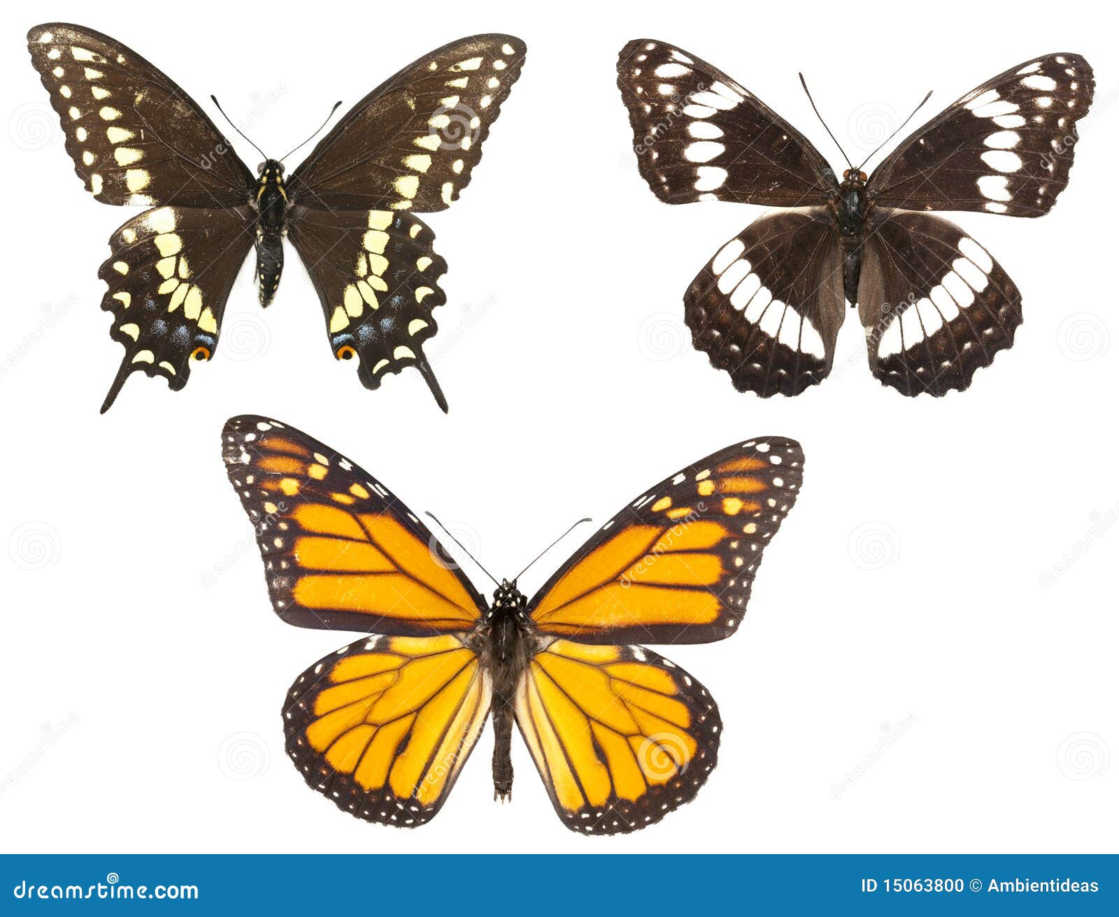 Three Butterflies Isolated stock photo. Image of orange 15063800