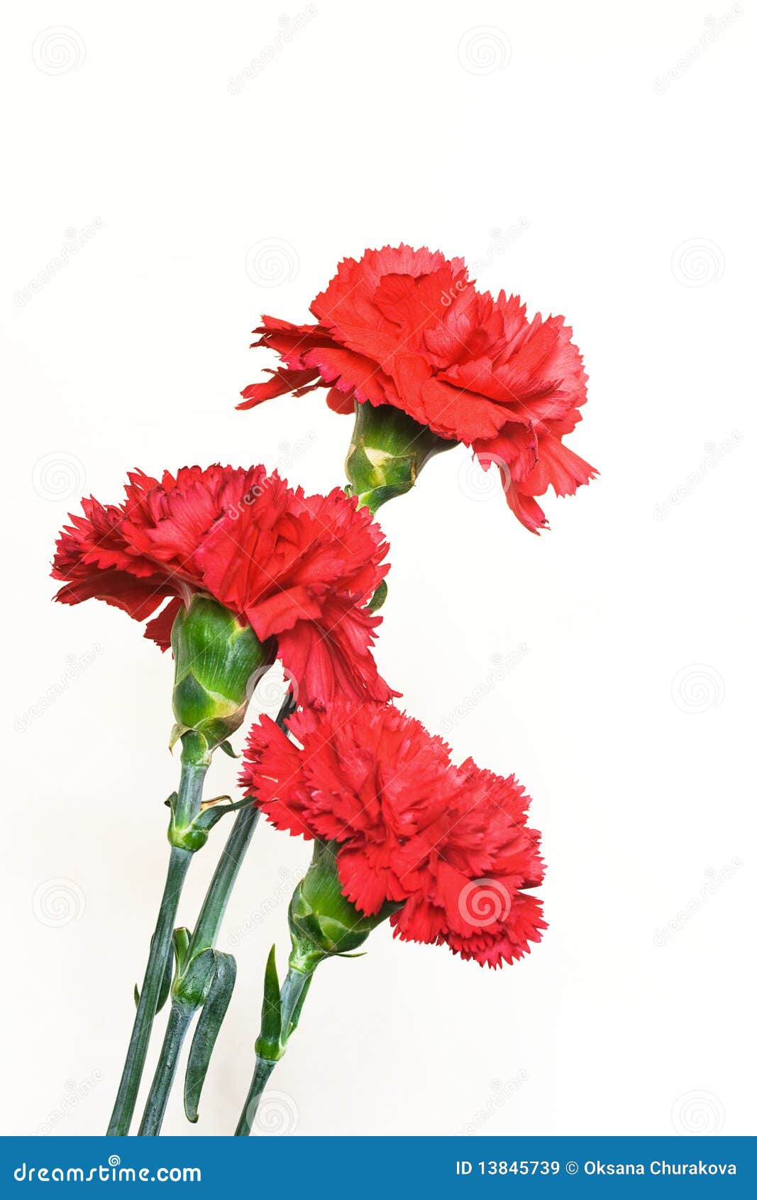 Three carnations stock image. Image of flowers, botany 13845739
