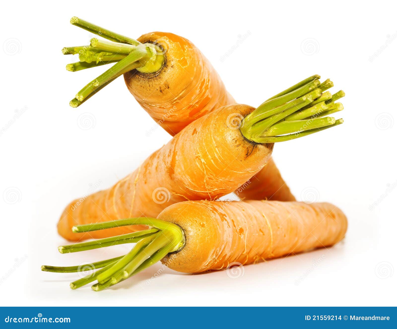 Three carrots with stems stock photo. Image of freshness 21559214