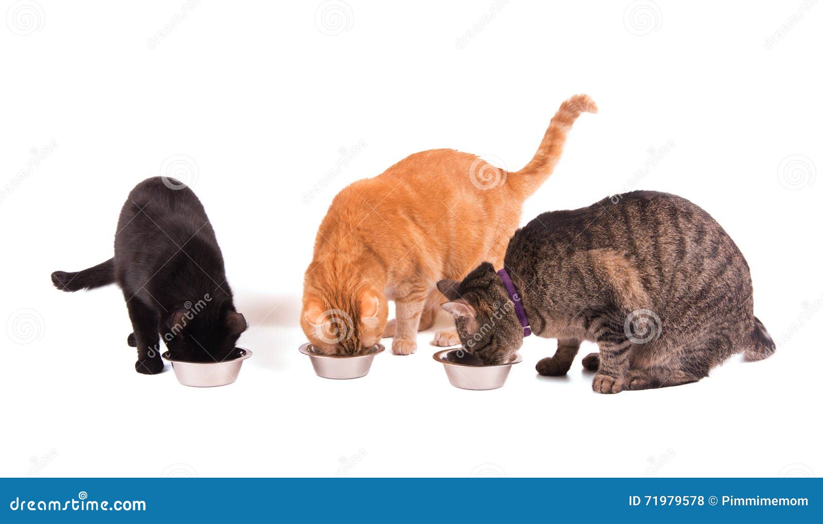7,586 Cats Eating Stock Photos - Free & Royalty-Free Stock Photos from Dreamstime 7,586 Cats Eating Stock Photos - Free & Royalty-Free Stock Photos from Dreamstime