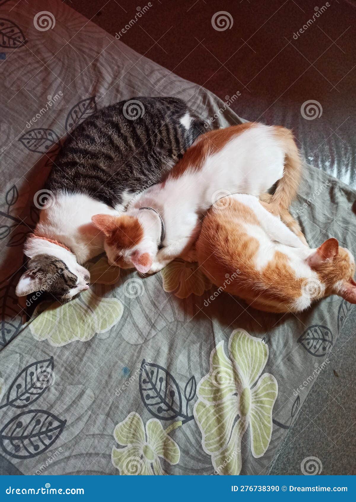 Three Cats Fast Asleep on the Bed Stock Photo Image of cats, three