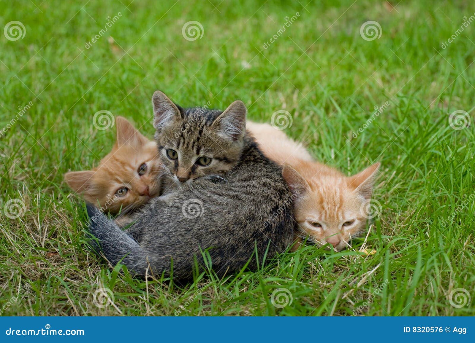 Three cats friends stock photo. Image of three, fluffy 8320576