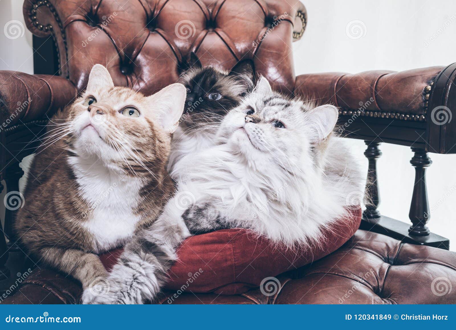 Three Cats Relaxing on Armchair Looking in Same Direction Stock Image ...