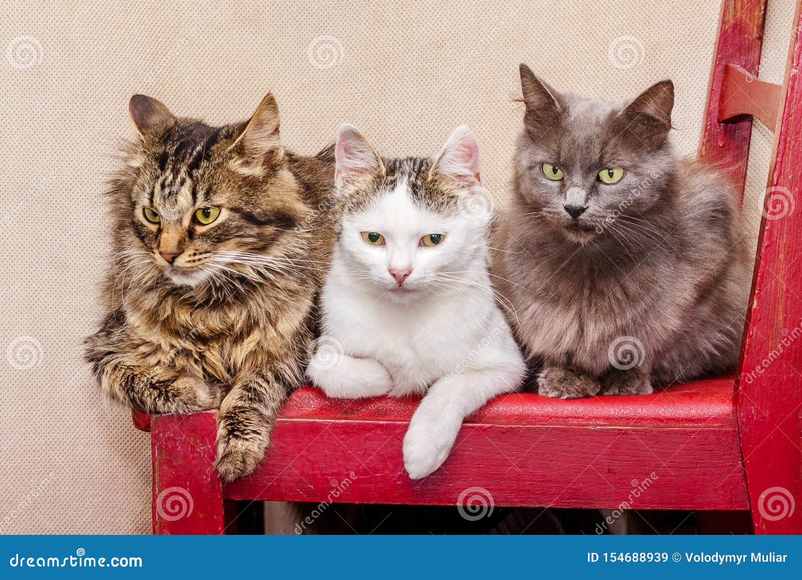 Three Cats Sit on a Chair. Manifestation of Friendship in Animals ...