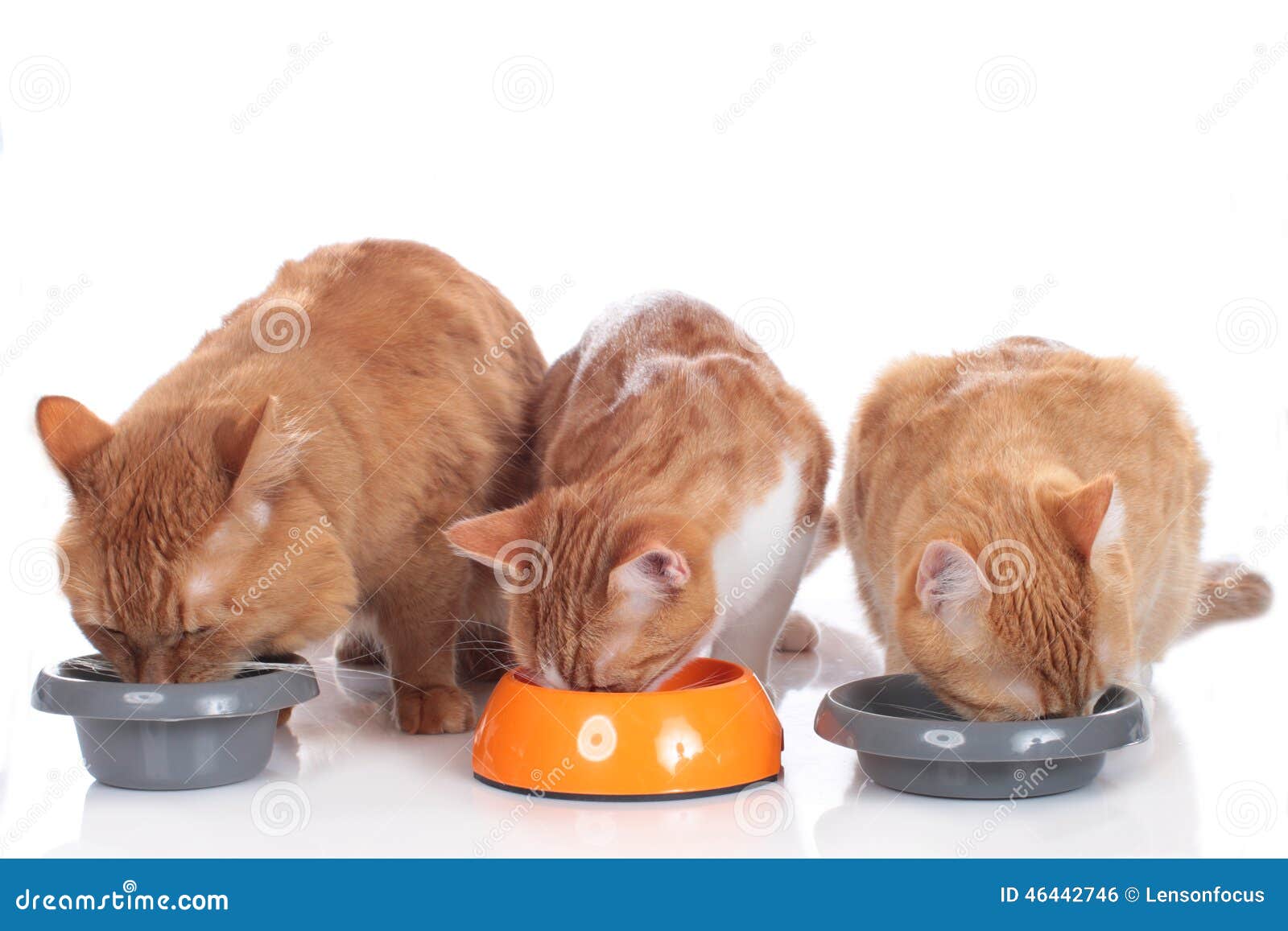 Three Cats Sitting at Their Food Bowls Stock Photo Image of pets