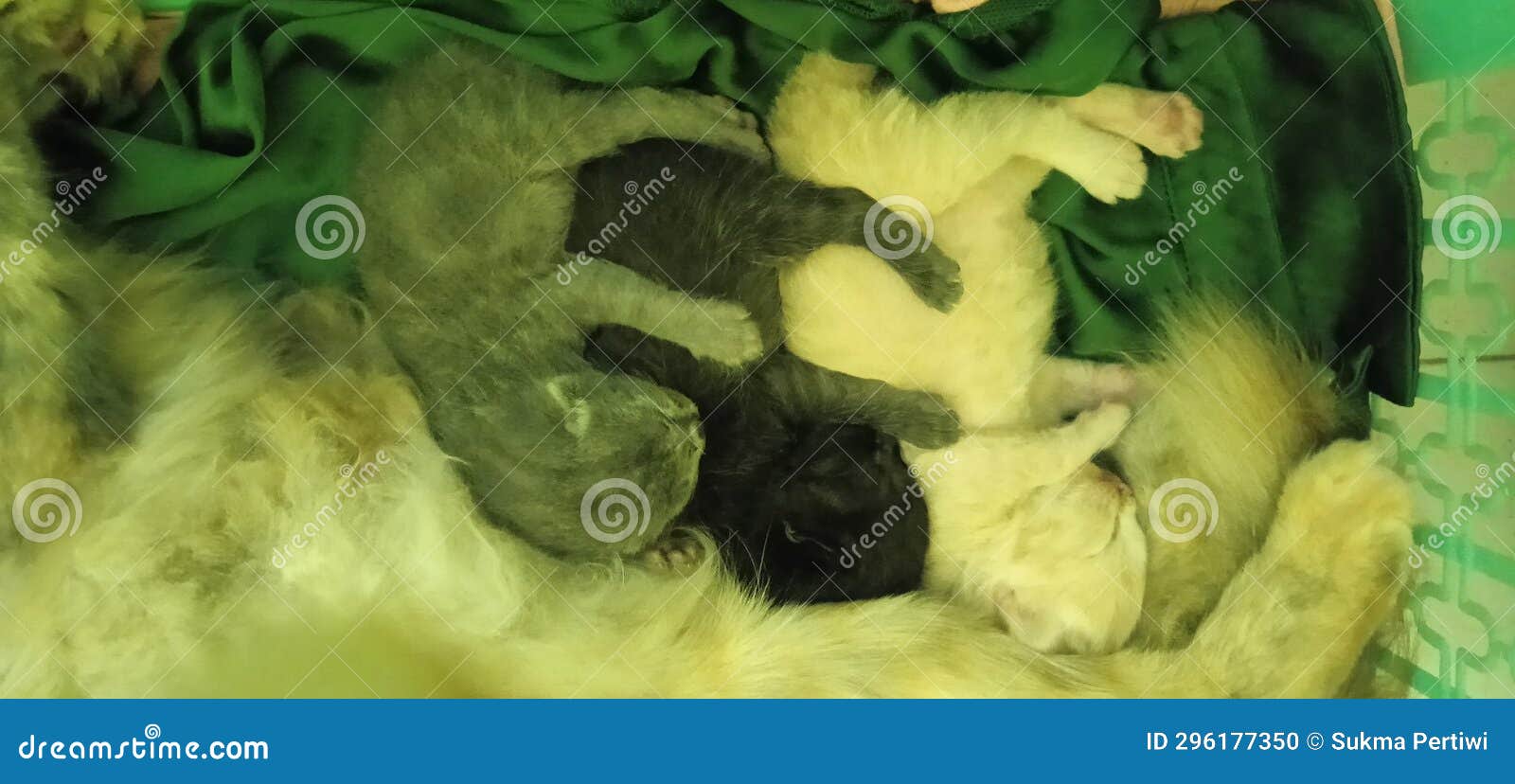 Three Cats Sleeping , Happy Life and Enjoy Stock Photo Image of life
