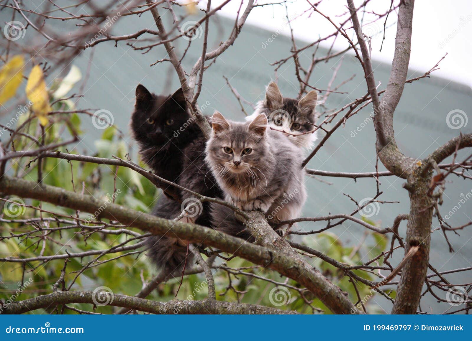Three cats on tree stock image. Image of year, gifts 199469797