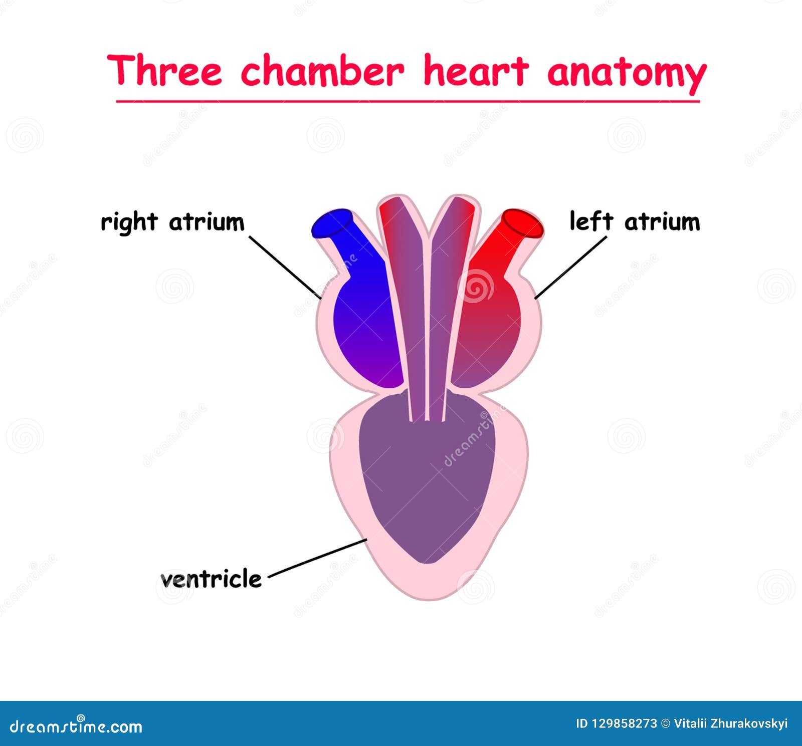 Two Chamber Heart Anatomy Isolated On White Background Infographic Biology Diagrams