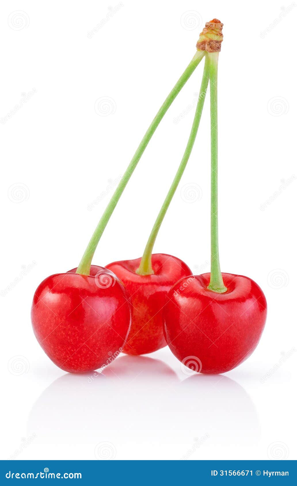 Three Cherry With Stem On White Background Stock Image Image 31566671