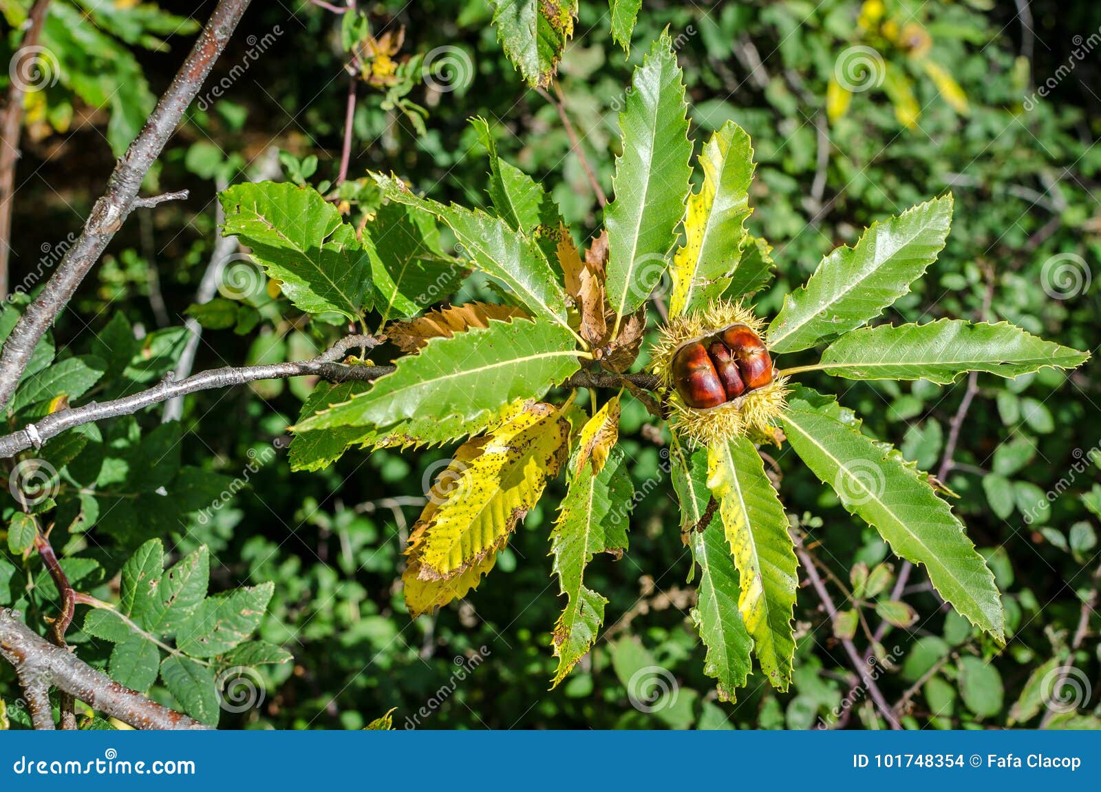 Chestnuts on the Tree Just before Breaking Stock Photo - Image of open ...