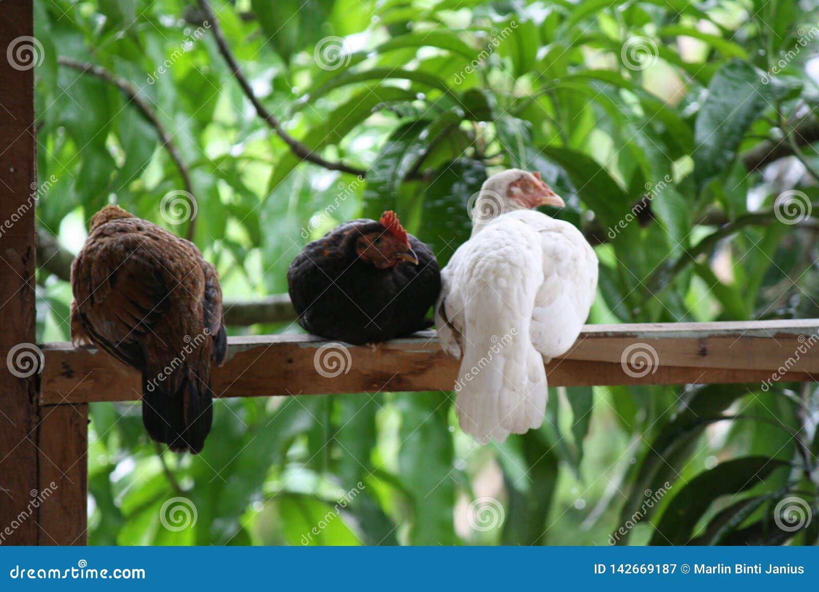 Three Chicken at Village Balcony. White and Dark Chicken. Conceptual