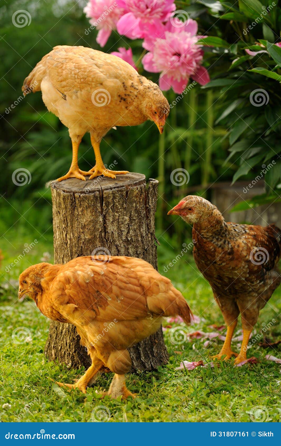 Three Chickens in the Garden Stock Image Image of bird, looking 31807161