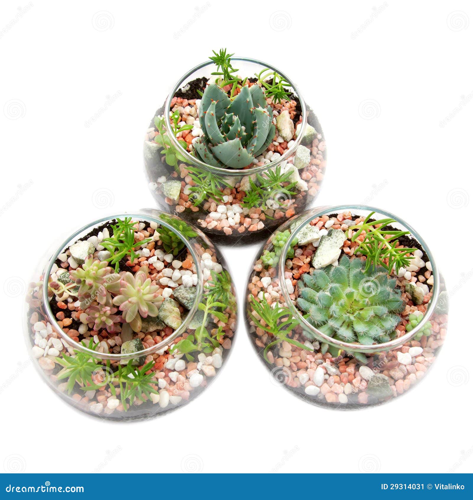 Three Clear Glass Pots with Plants. Stock Image Image of biochemistry