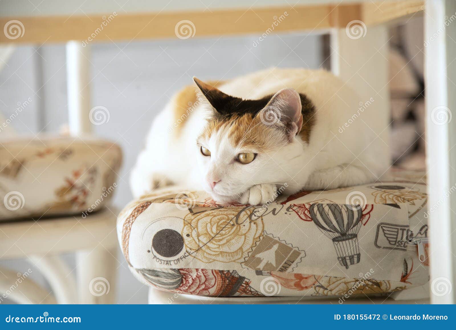 three-color cat resting on seat