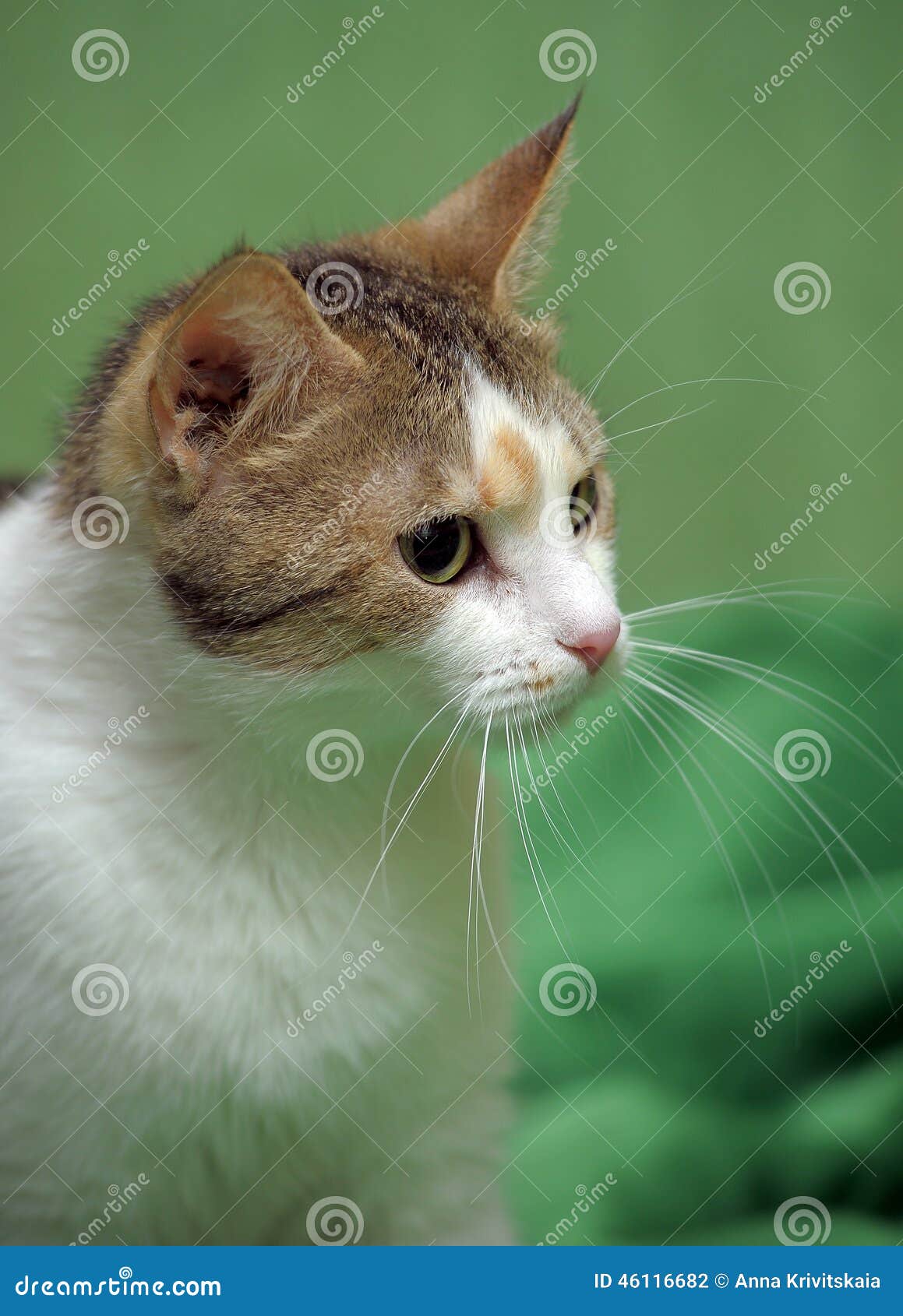 three-colored cat on a green background