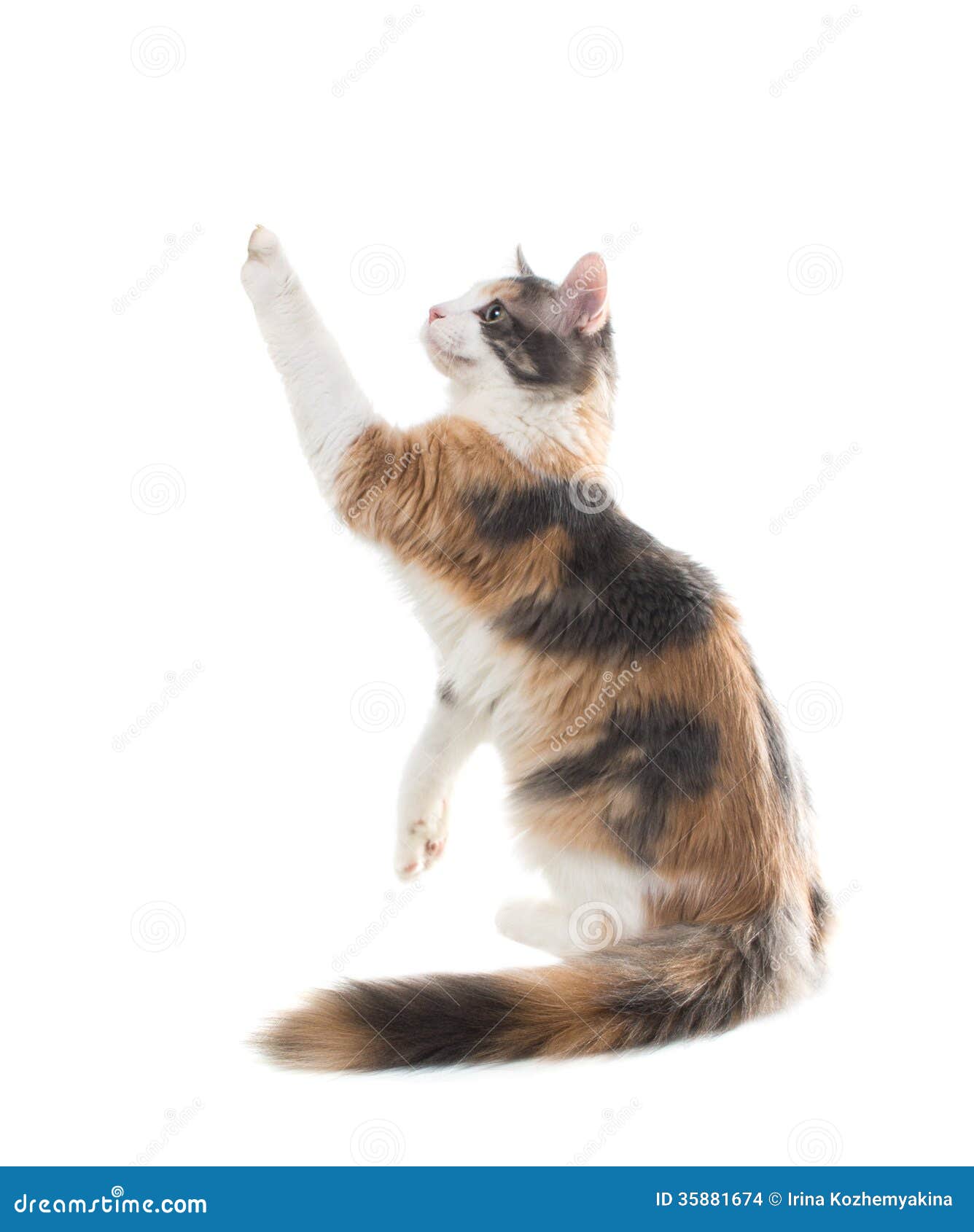 Threecolored Cat Sitting On The Rear Two Legs Stock Photo Image of