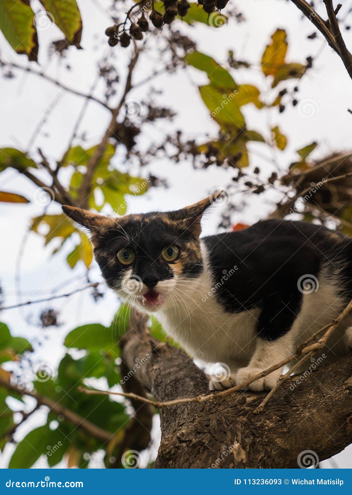 kitten up a tree