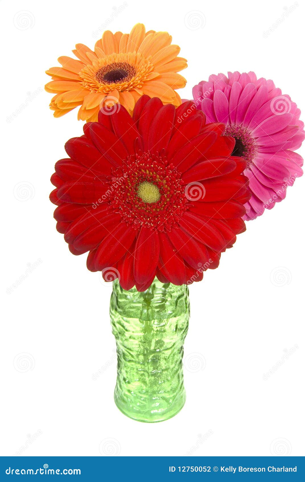 Three Colorful Gerber Daisies in Vase Stock Photo Image of fresh