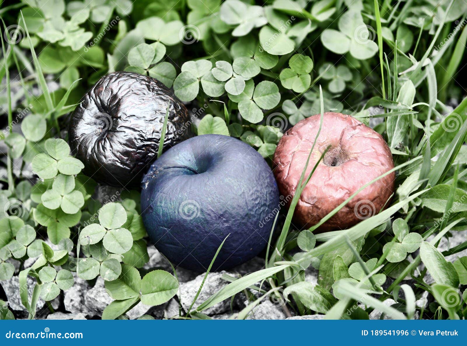 Three Colorful Poisonous or Painted Apples in the Clover Grass Stock