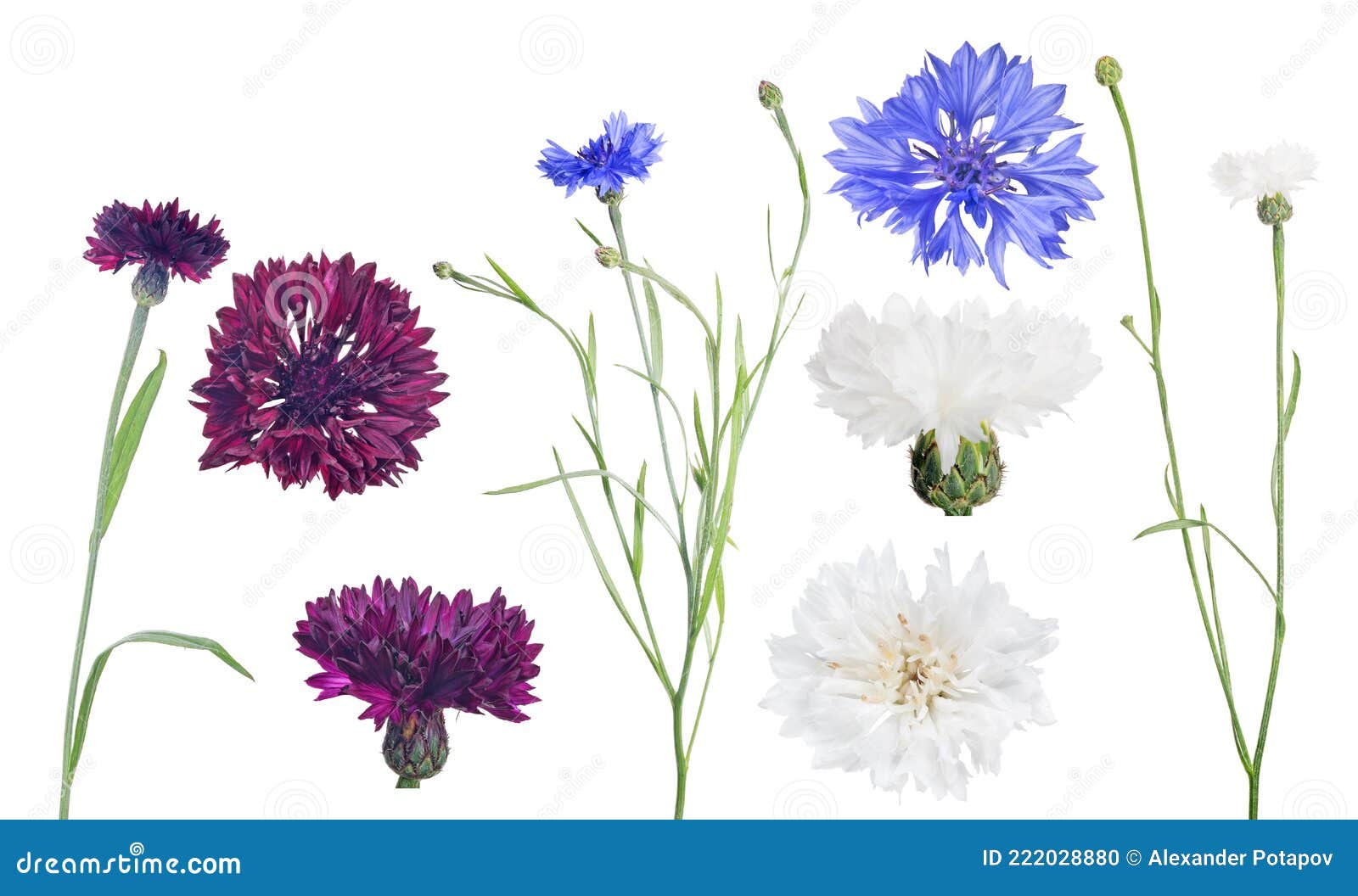 Three Colors Cornflowers Set on White Stock Photo Image of macro