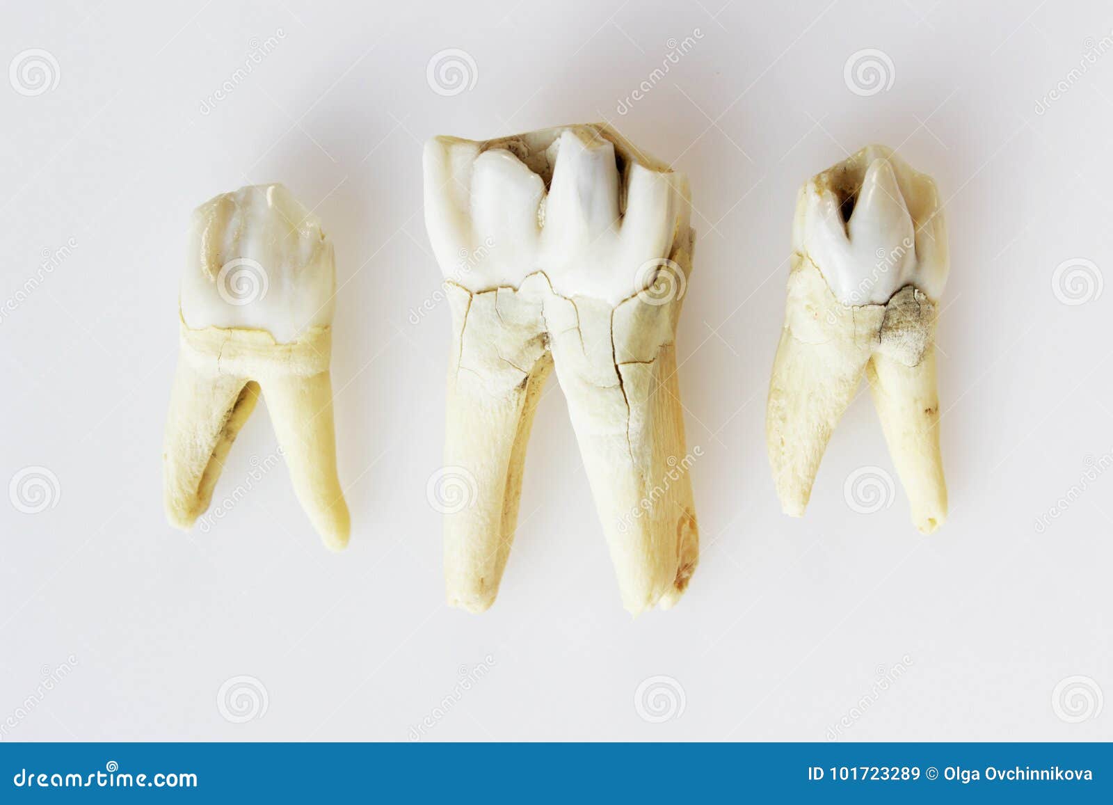 Three Cow S Teeth with Roots on a White Background. Stock Image Image