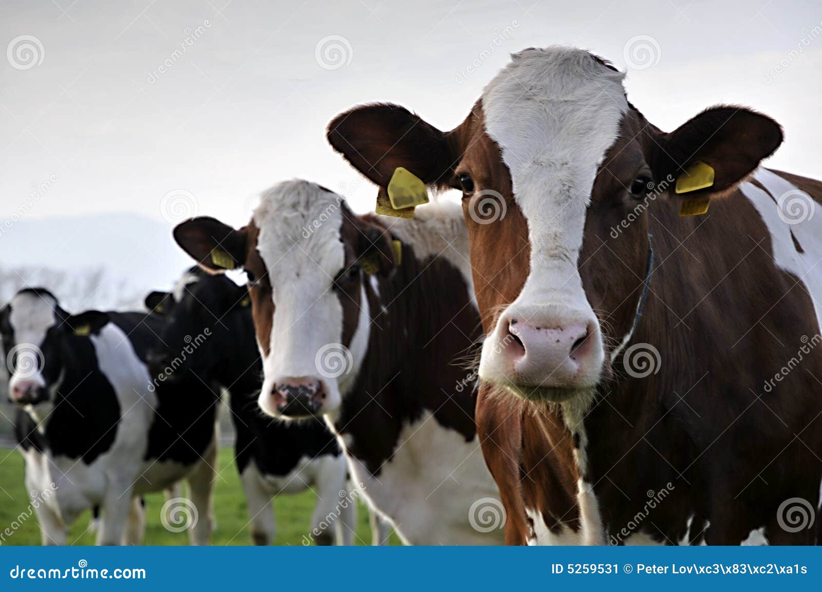 three cows