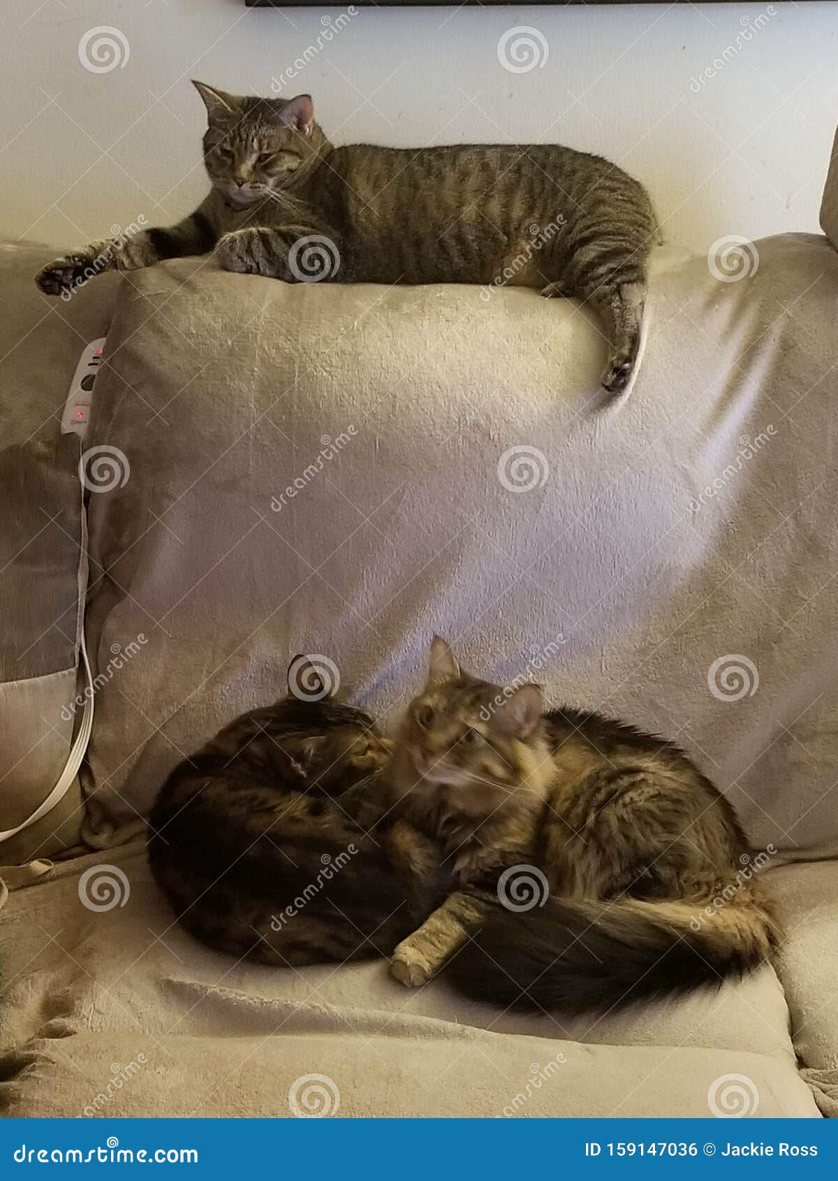 Three Cuddly Cats stock photo. Image of family, male 159147036