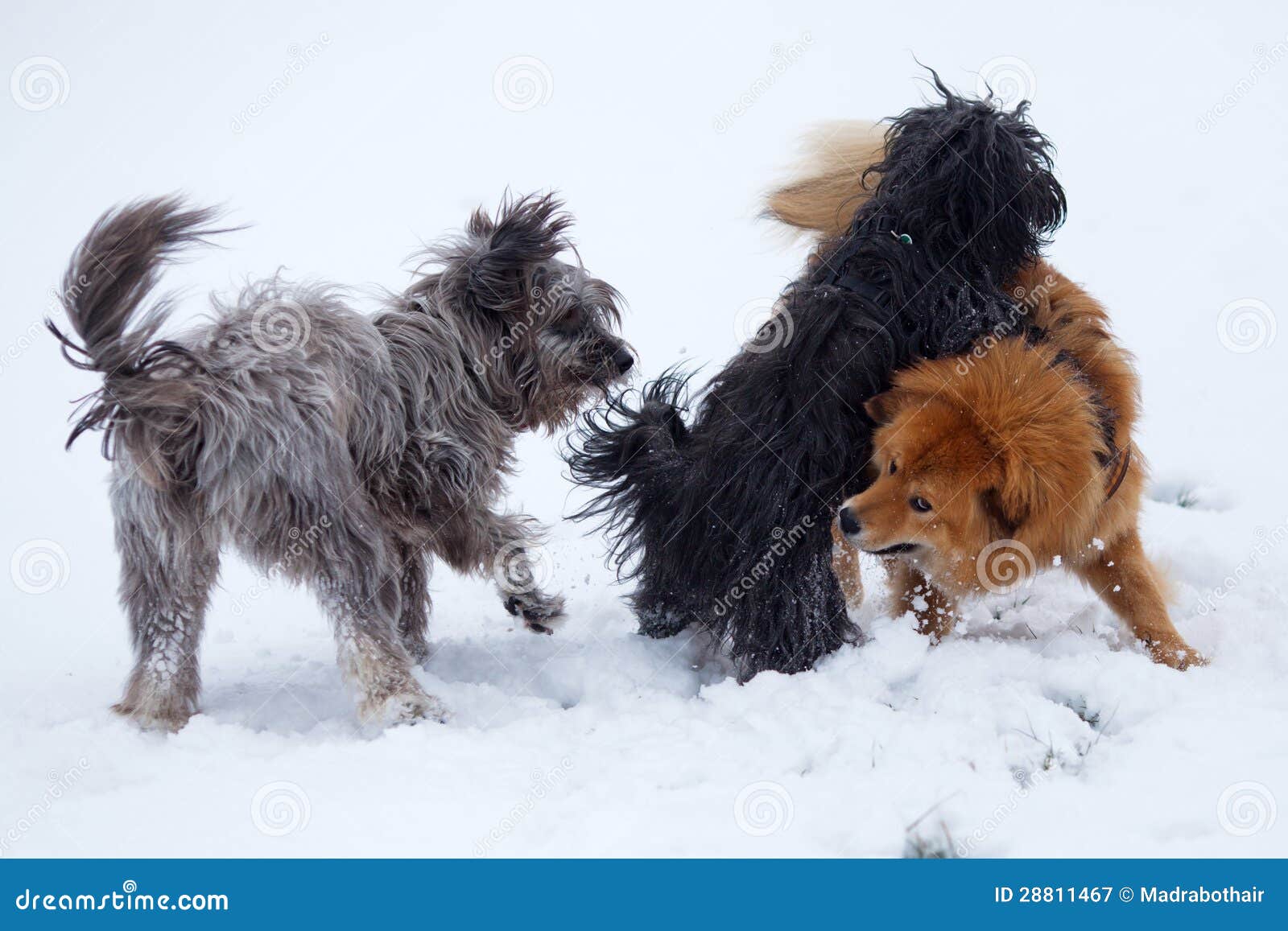 Three Cute Dogs In The Snow Stock Image - Image of frolic, together