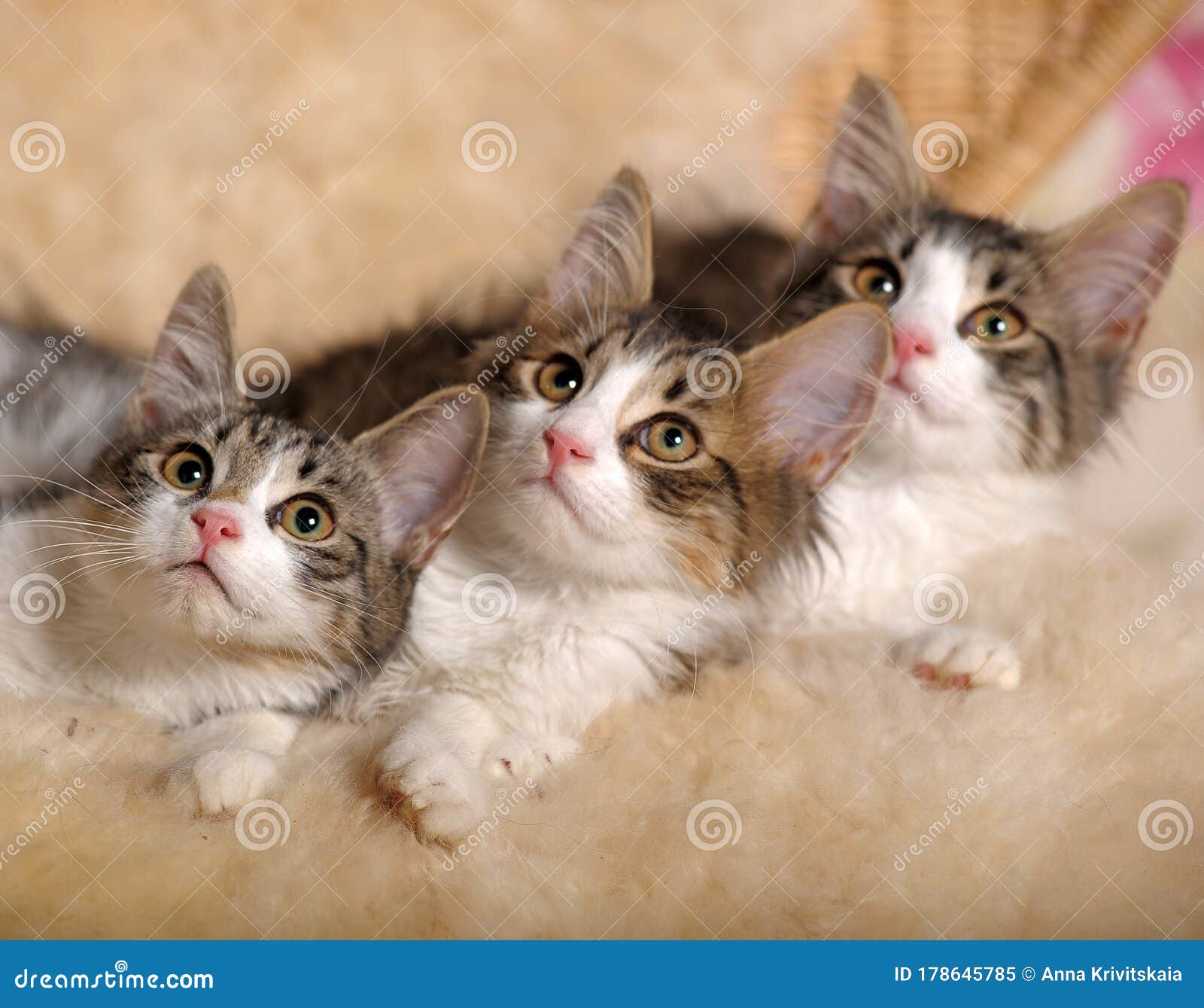 Three cute fluffy kittens stock image. Image of eyes - 178645785
