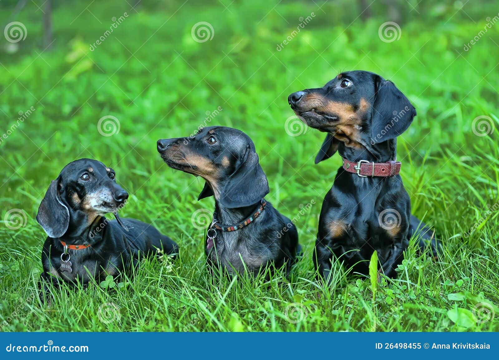 Three dachshunds stock image. Image of breed, adorable 26498455