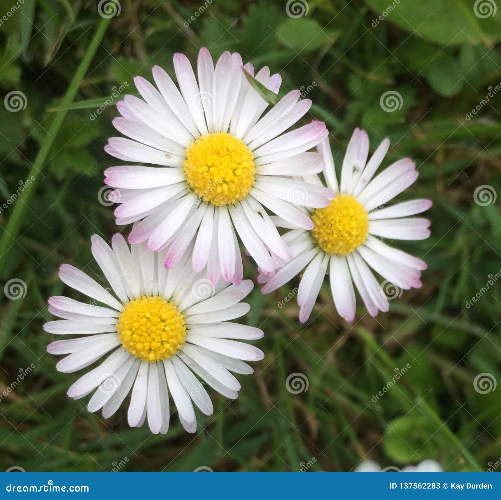 Three daisies stock image. Image of flower, three, outdoors 137562283