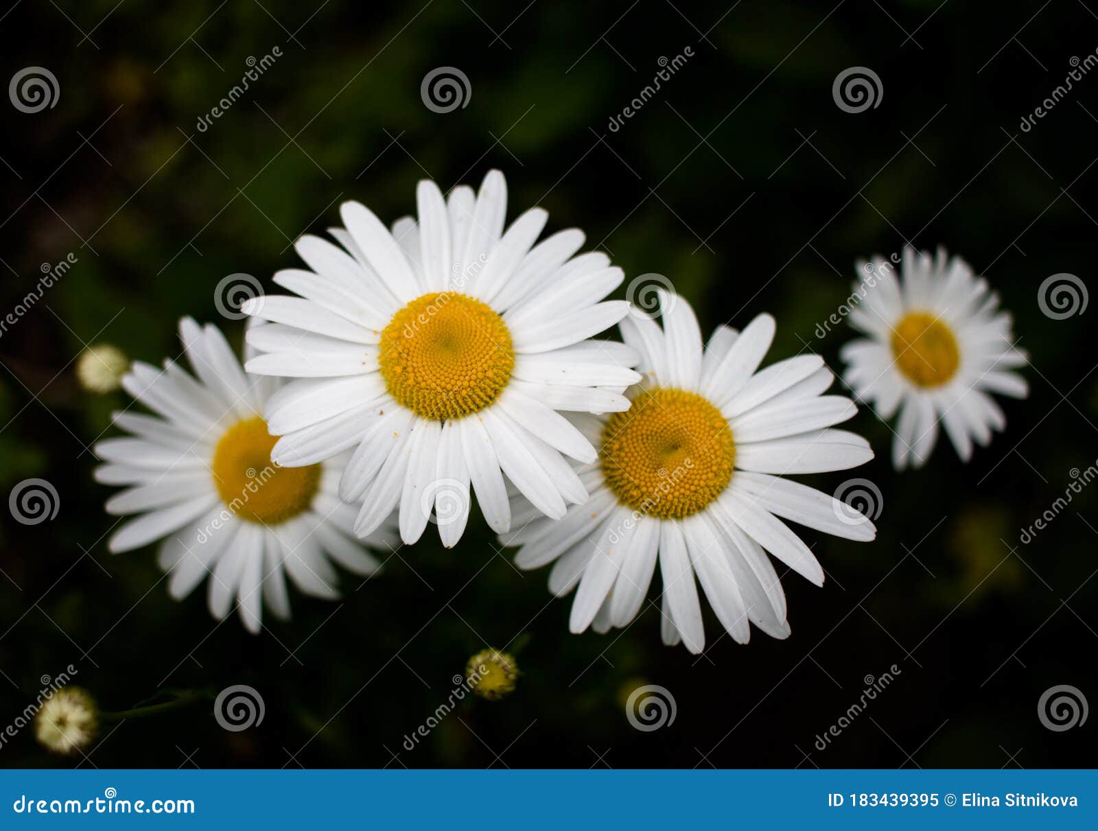 Daisies on Green Background Stock Image Image of marguerite, summer 183439395