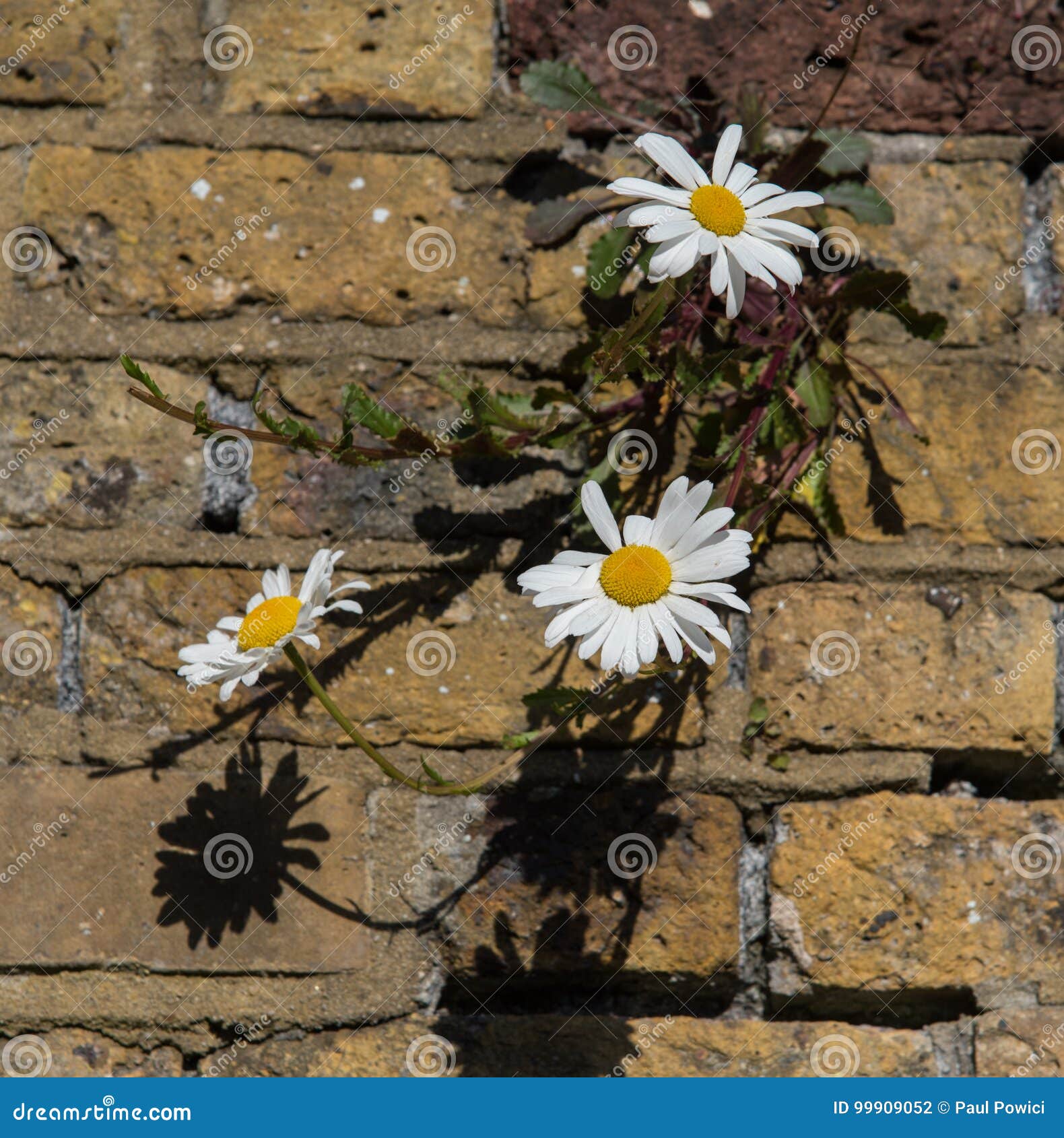 Daisies stock photo. Image of daisies, daisy, bloom, colours 99909052