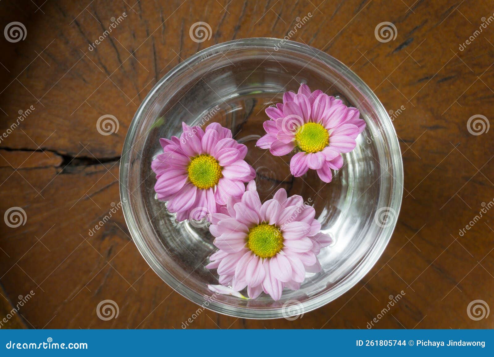Three Daisy Flowers Floating on a Clear Glass Bowl Stock Photo Image of blooming, gerbera
