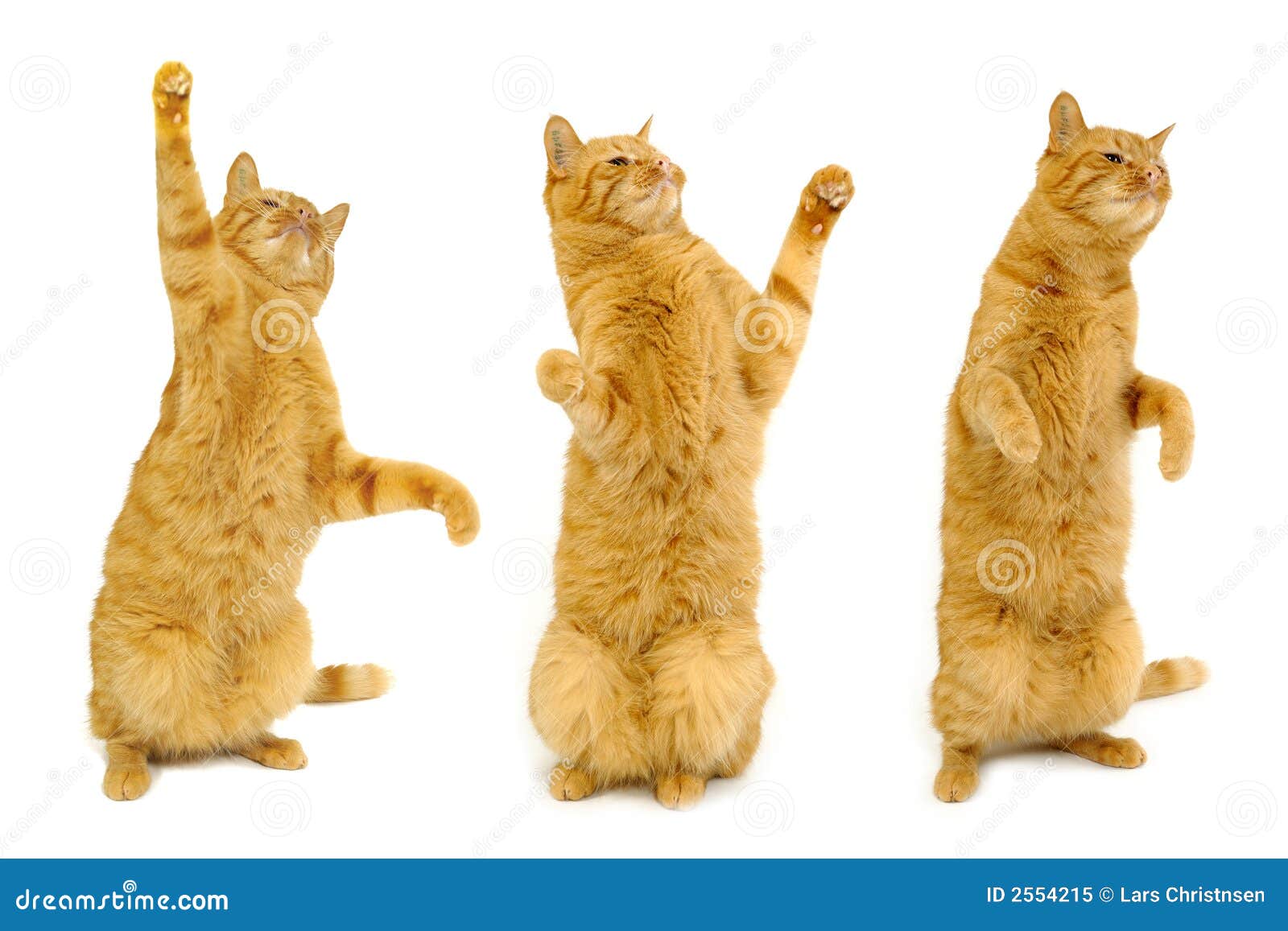 Котики на лапках стоят. Кот на задних лапах. Котик стоит на задних лапах. Котик танцует. Рыжий кот на задних лапах.