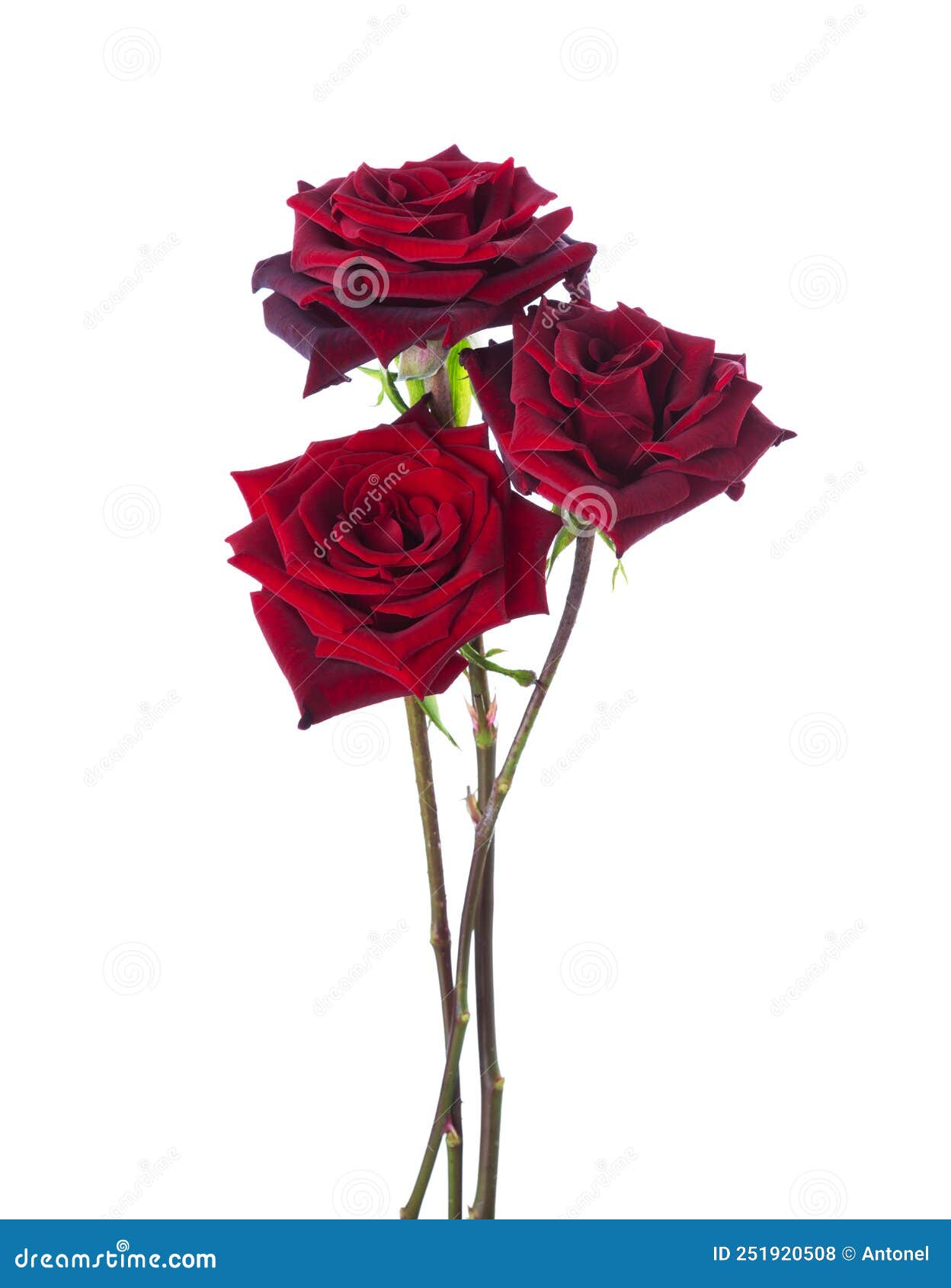 Three Dark Red Roses Isolated on White Background. Selective Focus