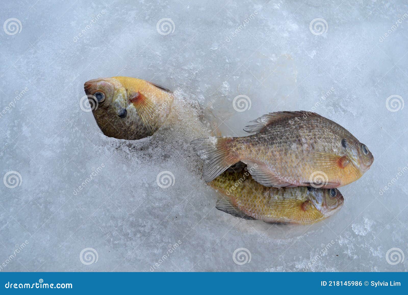 Three Dead Bluegills As the Popular Panfish for Ice Fishing in the