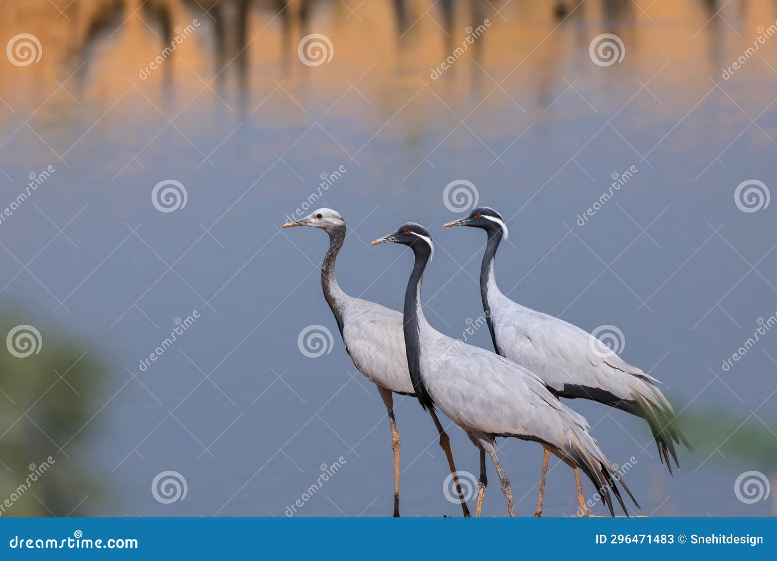 three demoiselle crane birds migrate to rajasthan, india from mongolia