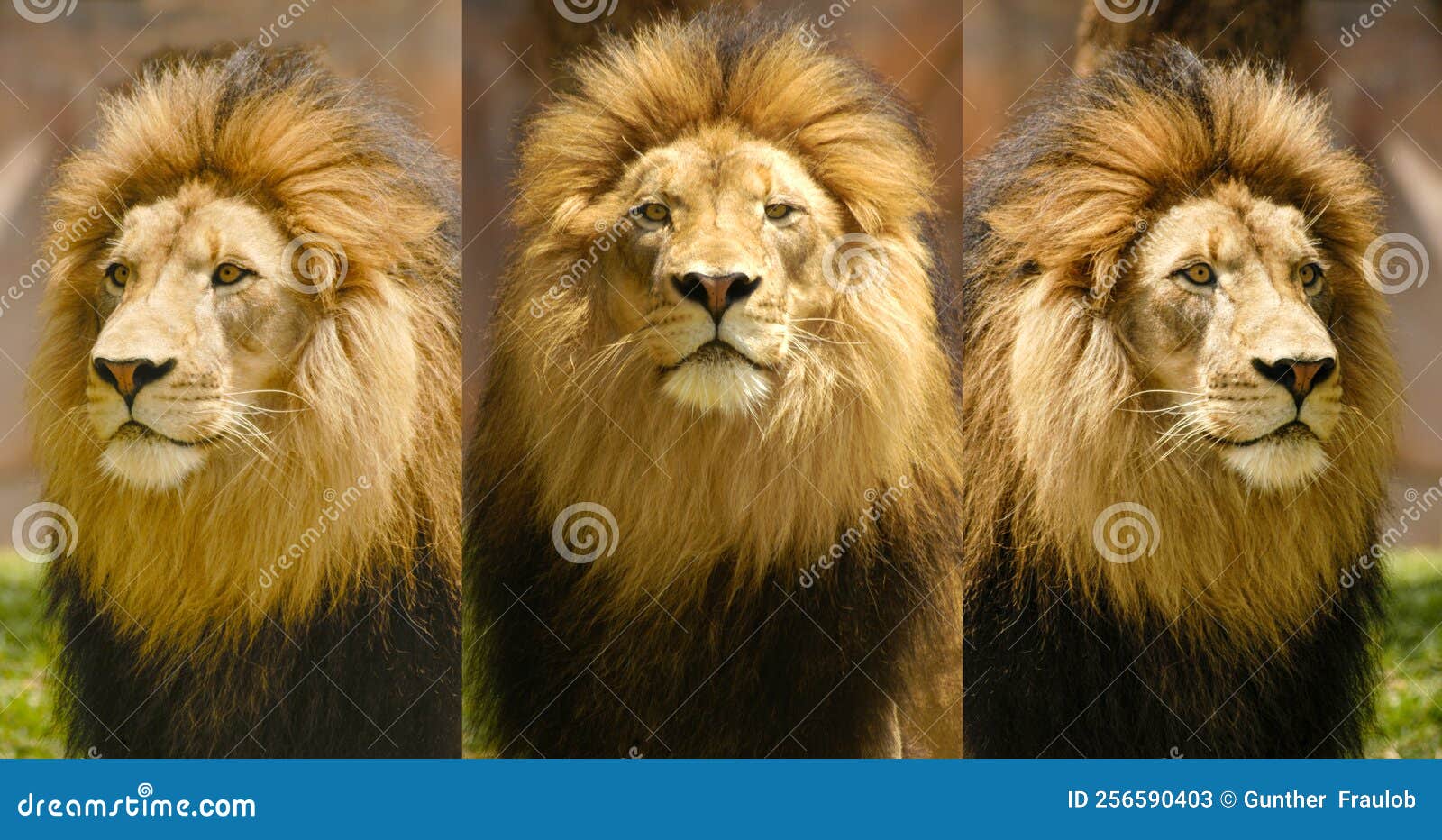3 Lion Portraits of the Same Lion at Three Different Angles. Stock