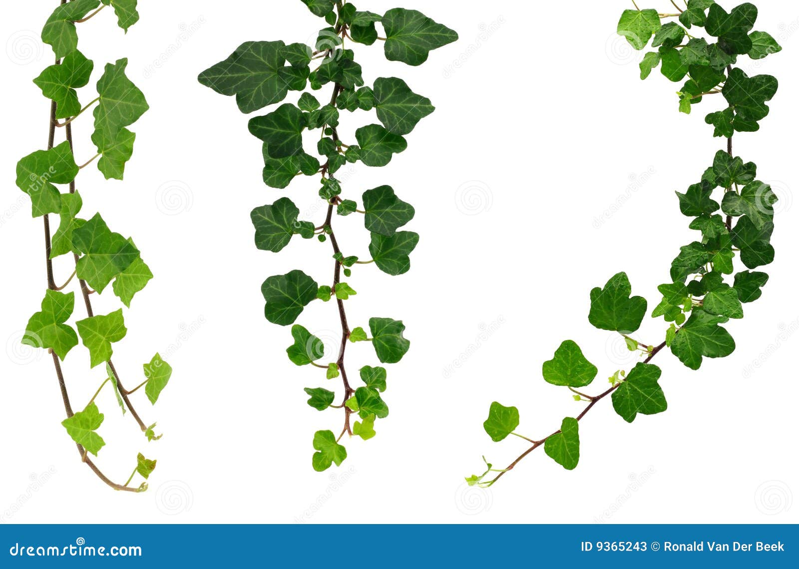 Three Different Green Ivy Twigs Stock Image Image of creeper, climber