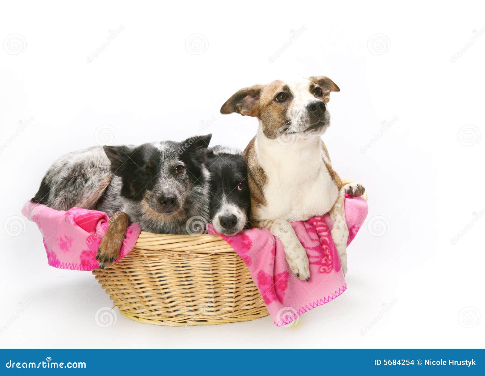 Three dogs in basket stock photo. Image of canine, puppy 5684254