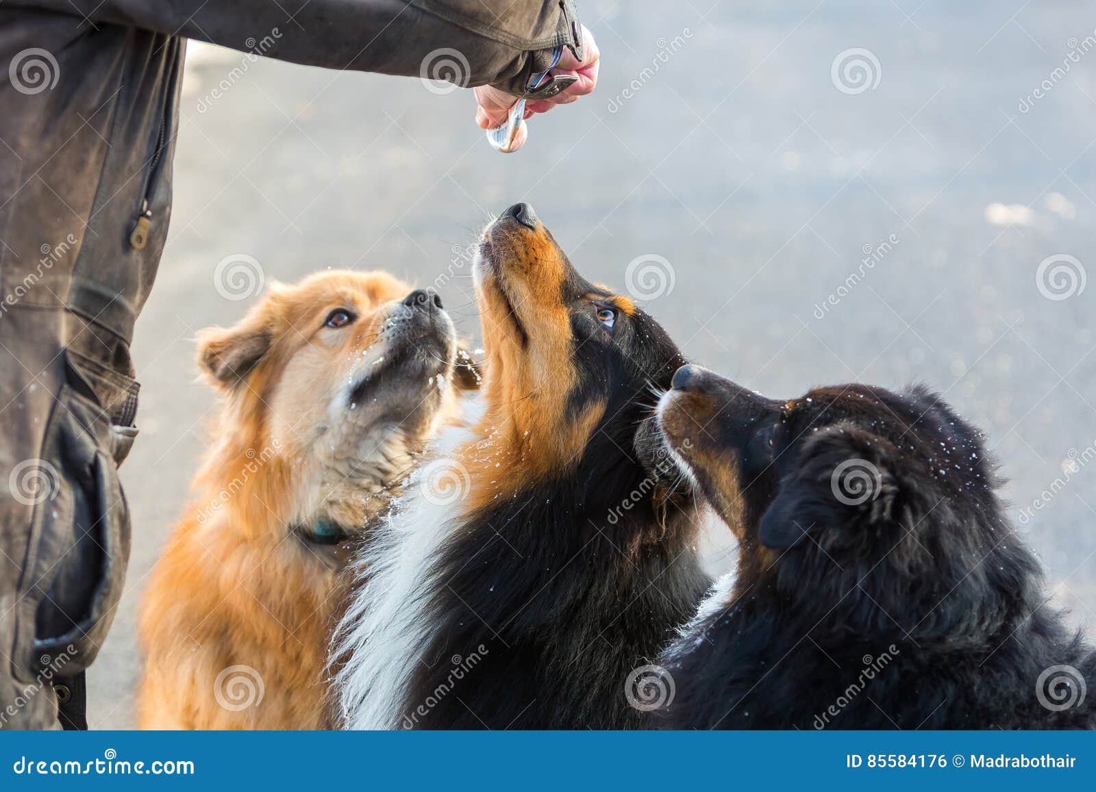 Three Dogs Getting Feed from a Tube Stock Photo Image of waiting, winter 85584176