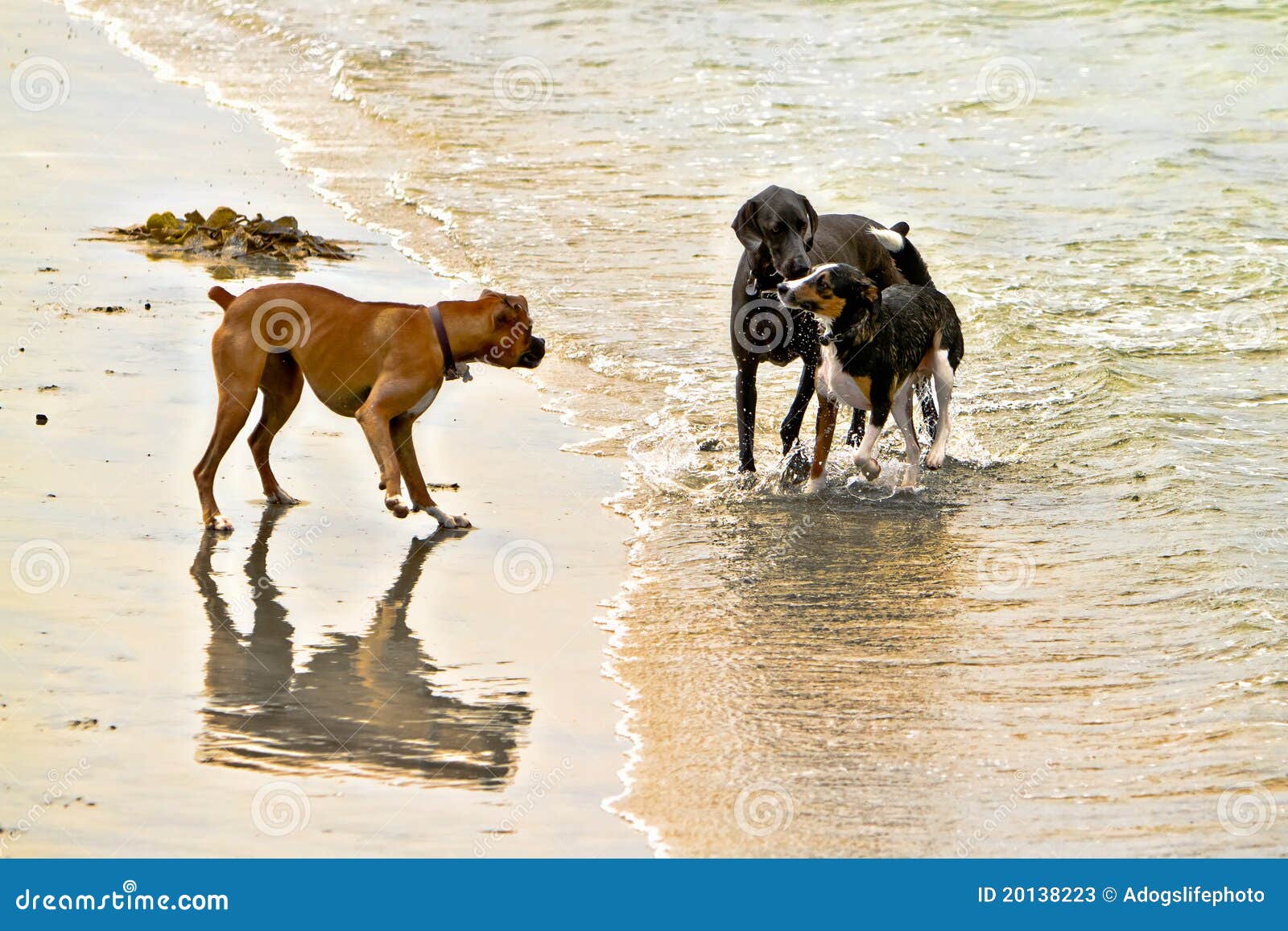 Three Dogs Meeting on the Beach Stock Image - Image of gathering, friendly:  20138223