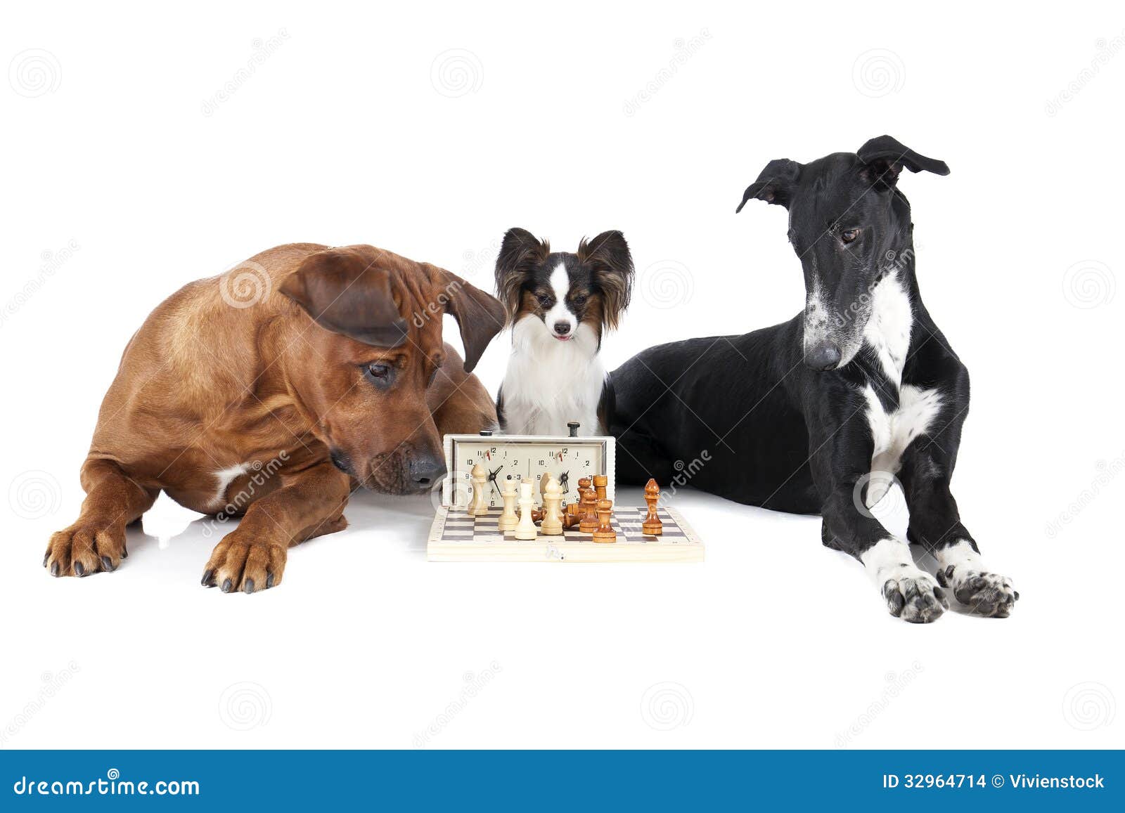 Three dogs playing chess stock photo. Image of canine 32964714